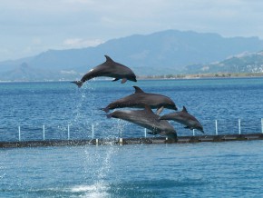 Newest Dolphin Program: Dolphin Meet and Feed