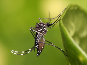Is Zika Virus in PH? Updates and Zika 101