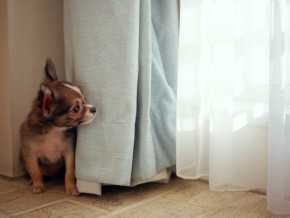 PETA: Here are some tips to protect animals from summer heat