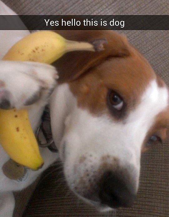 pets snaps