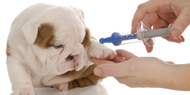 dog-vaccine