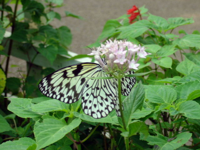 butterfly5