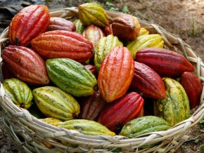 PH to target $250M earnings from Cacao exports by 2022