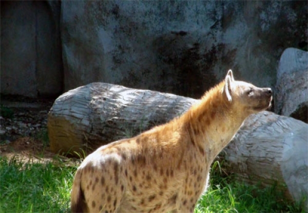 avilonzoo
