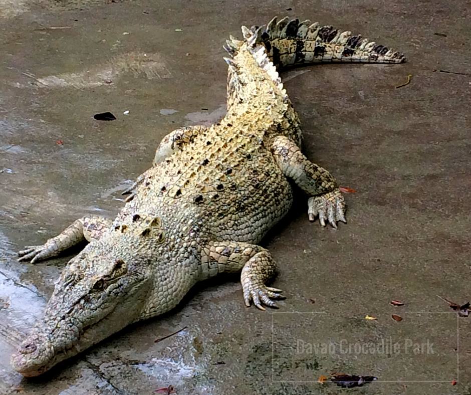 croco