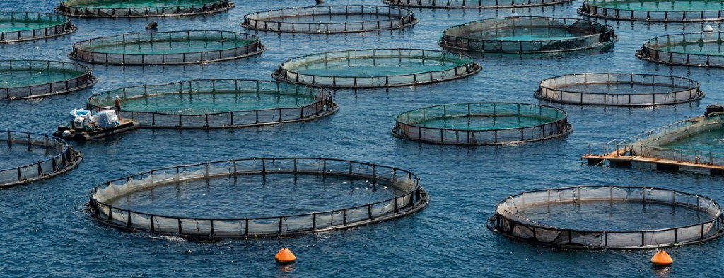 Aquaculture