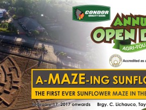 First Sunflower Maze in PH opens in February