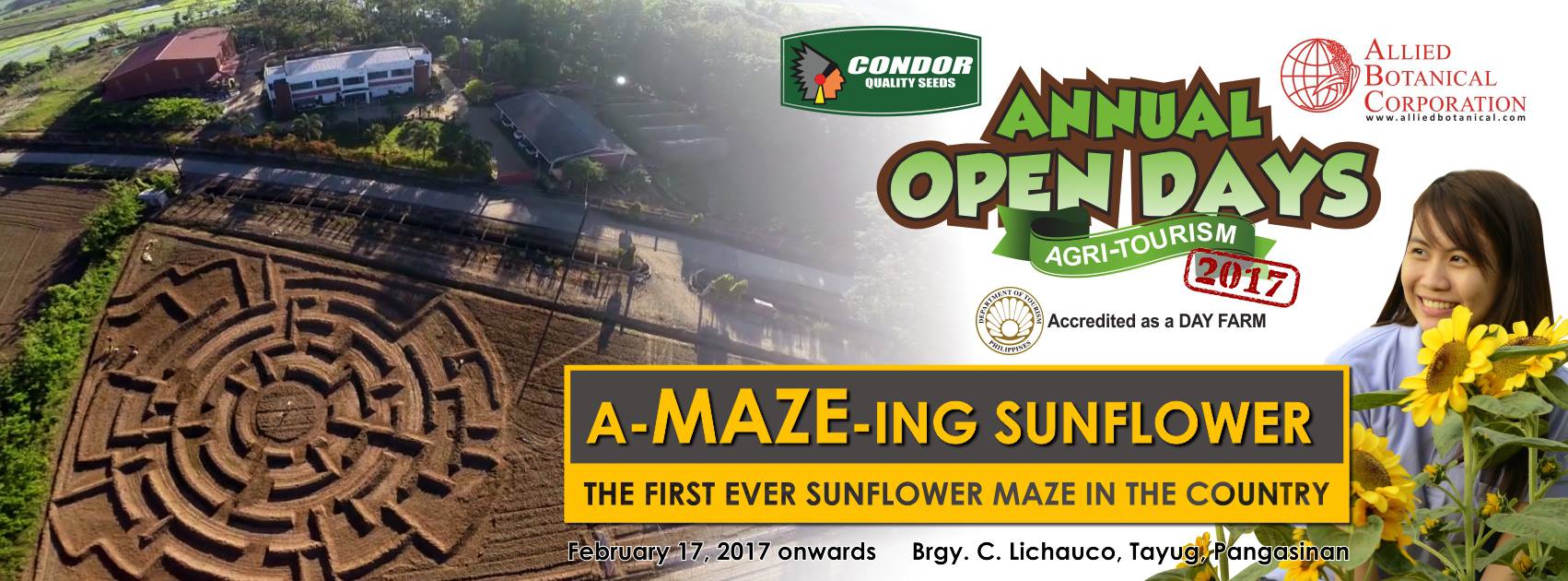 First Sunflower Maze in PH opens in February Philippine Primer