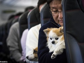 JAL launches flight which allows passengers to fly with their pets