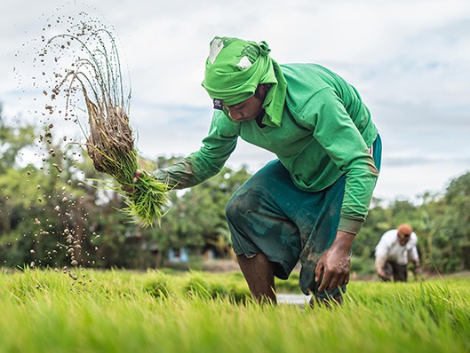 Philippines’ Super rice, released for commercial use | Philippine Primer