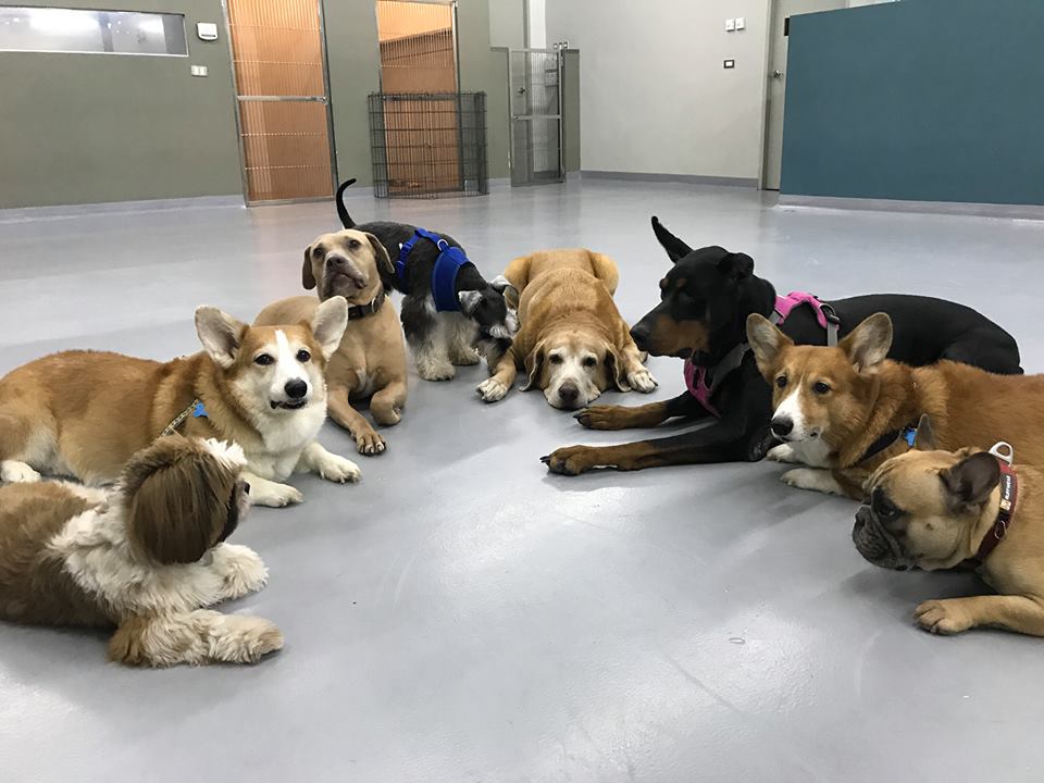 dog daycare for vacation