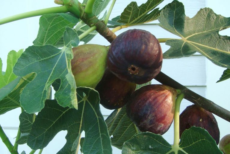 Figs Are Being Grown in the Philippines Philippine Primer