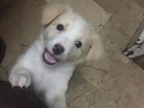 Makati to Launch microchips for Pets