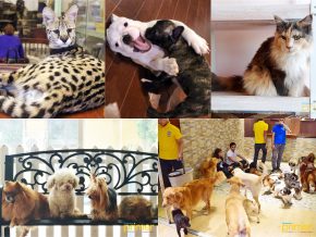 5 Dog and Cat Cafes in Metro Manila For The Pet Lover In You