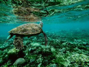 10 Marine Conservation NGOs You Can Volunteer For