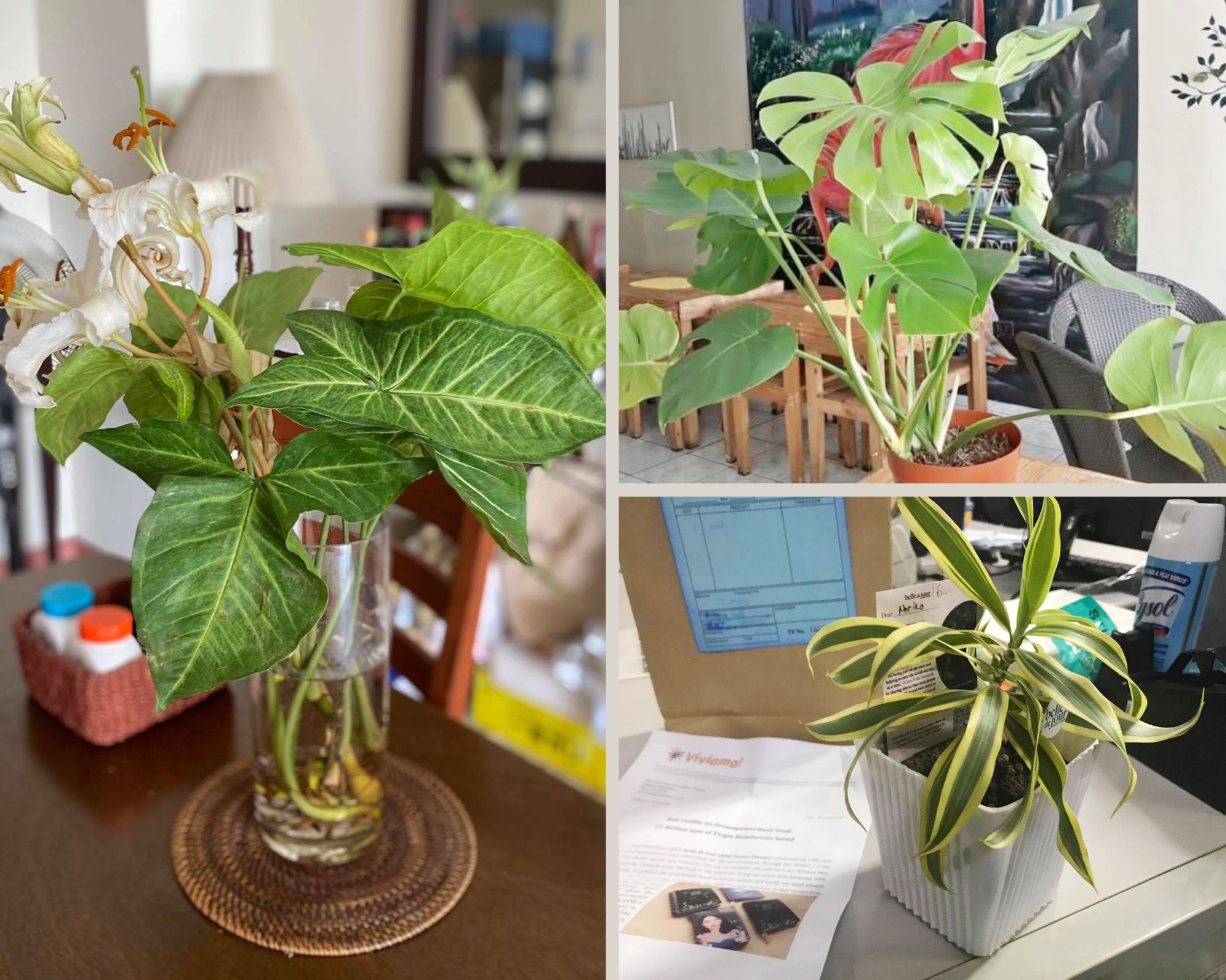 Plants To Grow in the Philippines Philippine Primer