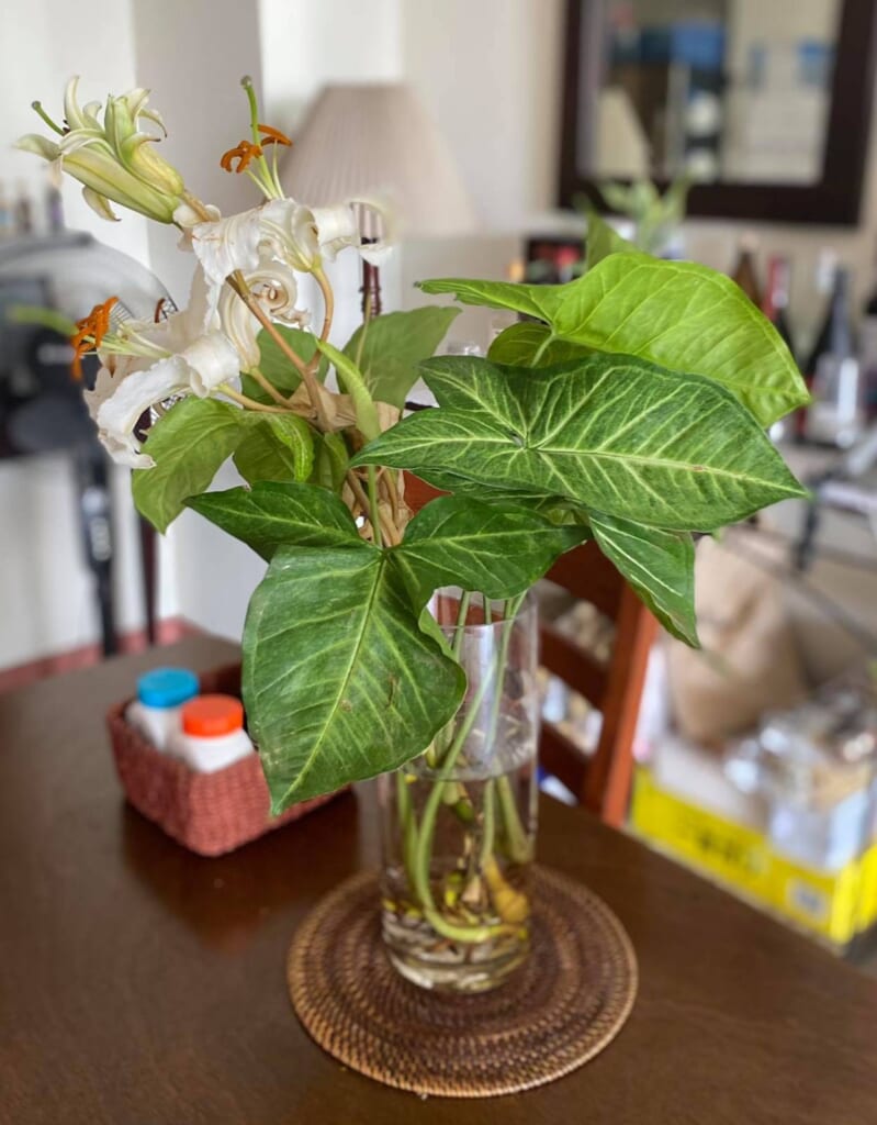 Plants To Grow in the Philippines Philippine Primer