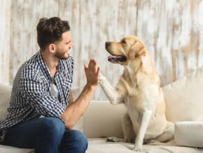 LIST: Indoor Activities You Should Do With Your Pets