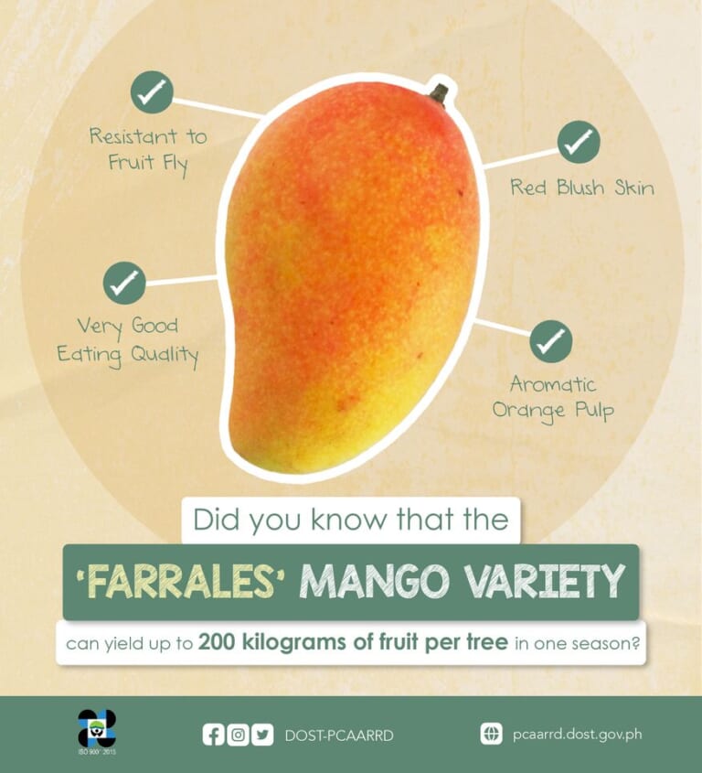 9 New Mango Varieties And Selections In The Philippines According To 9 New Mango Varieties And Selections In The Philippines According To