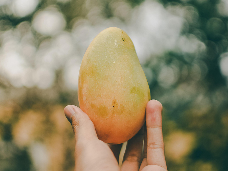 9 New Mango Varieties and Selections in the Philippines According to