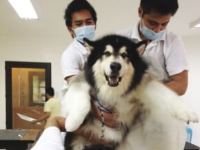 A better place for man’s best friend: BetterDog Canine Behavior Center