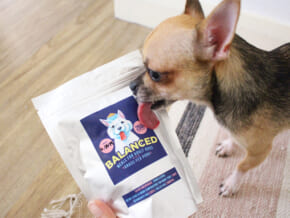 Balanced Pet Meals: Your Source of Fresh and Healthy Pet Food