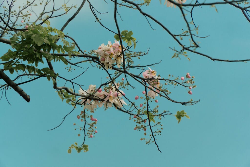 A Sight to Behold Cherry Blossoms Bloom in Puerto Princesa, Palawan