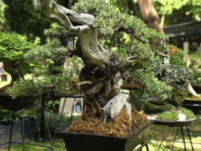 JOIN NOW: The Landscape Festival 2024: Bonsai and Ikebana Exhibits, April 8-21