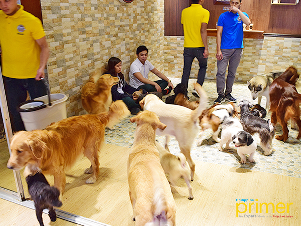 5 Dog and Cat Cafes in Metro Manila For The Pet Lover In You