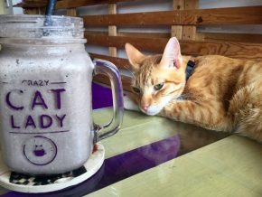 Cat Cafe Manila in Maginhawa, Quezon City: Where Puspins Rule
