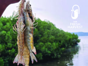 Preorder now: fresh, quality seafood at Our Fresh Harvest
