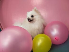 (CLOSED) Paw-Pal Cafe in Taguig: A Must-Visit Pet-friendly Place in the Metro