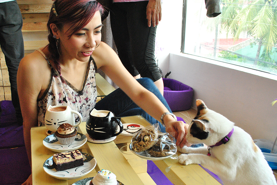 Cat Cafe Manila (1)_web