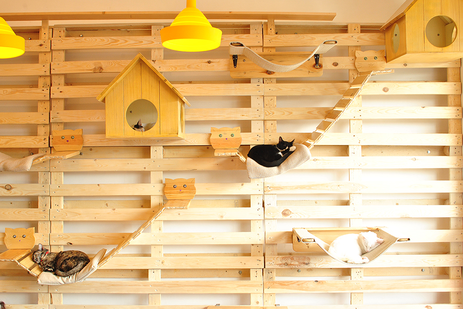 Cat Cafe Manila (2)_web