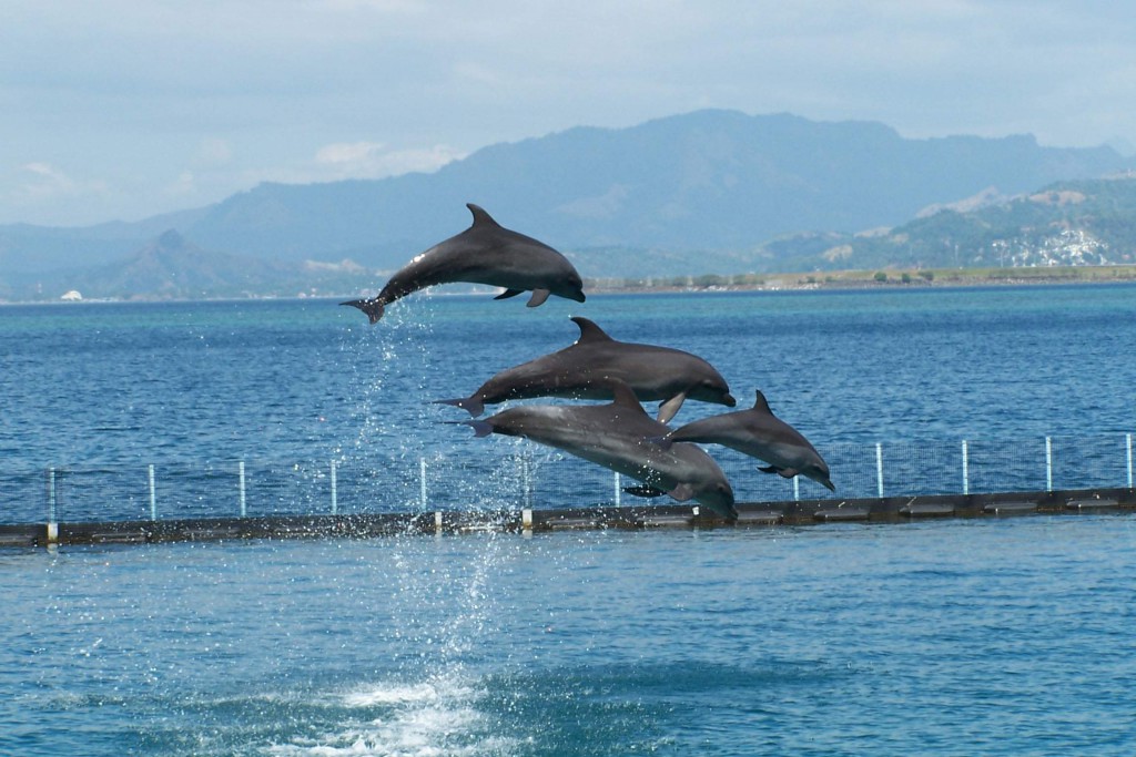 whale-dolphin-show-02