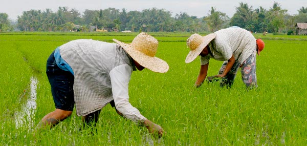 TIME TO PLANT. Farmers plant rice at Barangay Midpapan in Pigcawayan, North Cotabato. Pigcawayan is one of the rice-producing towns in the province. AKP Images/ Keith Bacongco