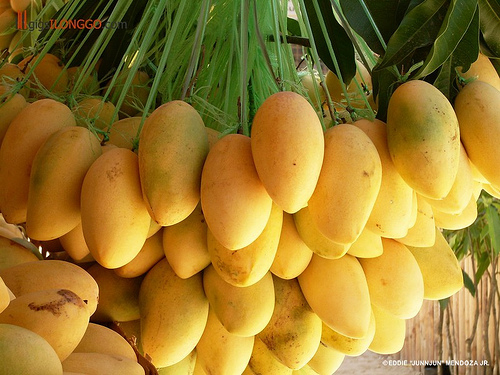 Mango-Exports5