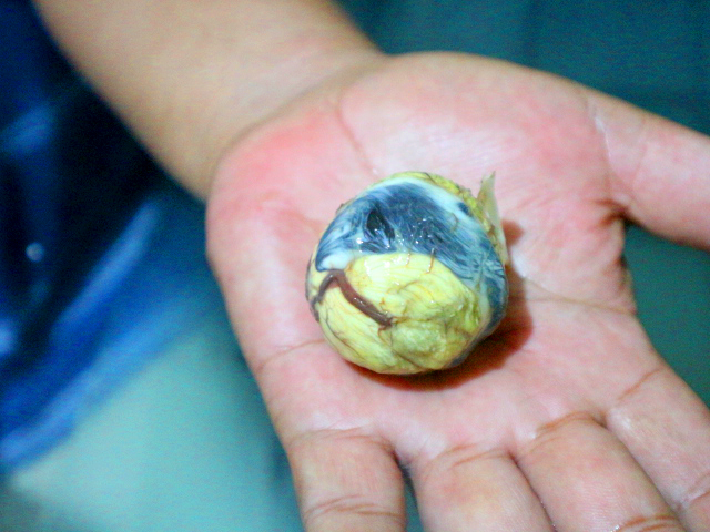 Balut egg