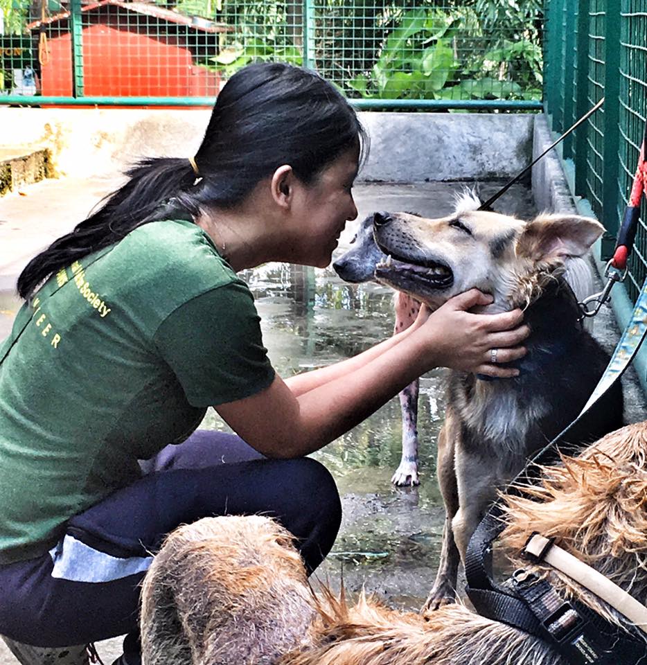 pet travel to philippines