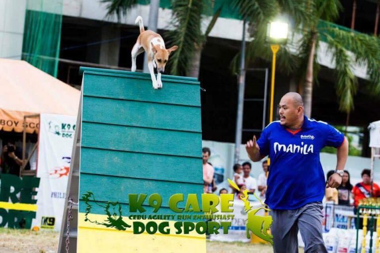 A Guide to Aspins, the Philippines’ Native Dogs Philippine Primer
