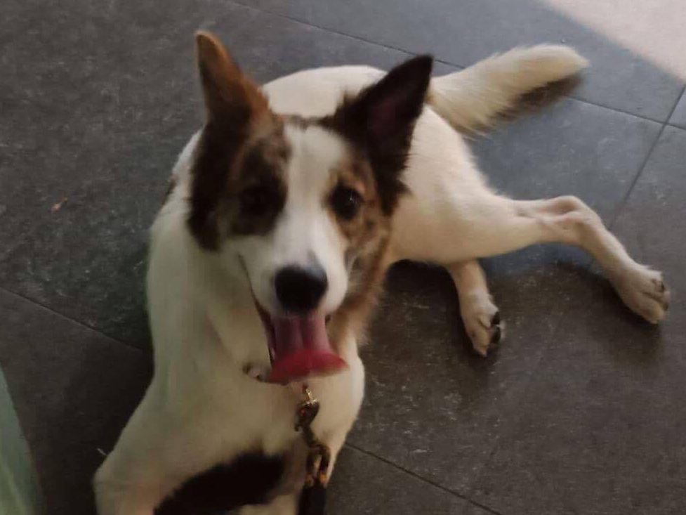 dog obedience training boarding school