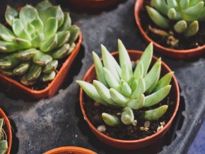 A Guide to Popular Succulents for Your Home