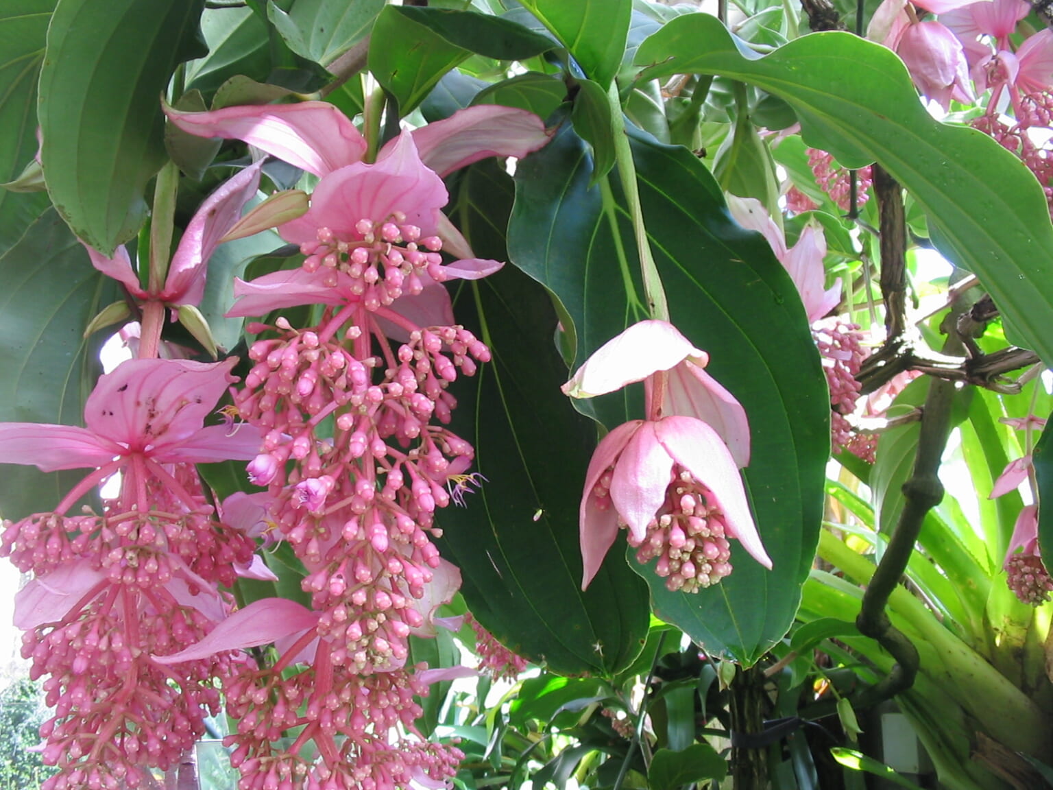 LIST: 7 Unique Flowers in the Philippines | Philippine Primer