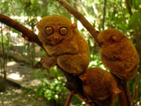 The Philippine Tarsier: Visiting the World’s Smallest Primate