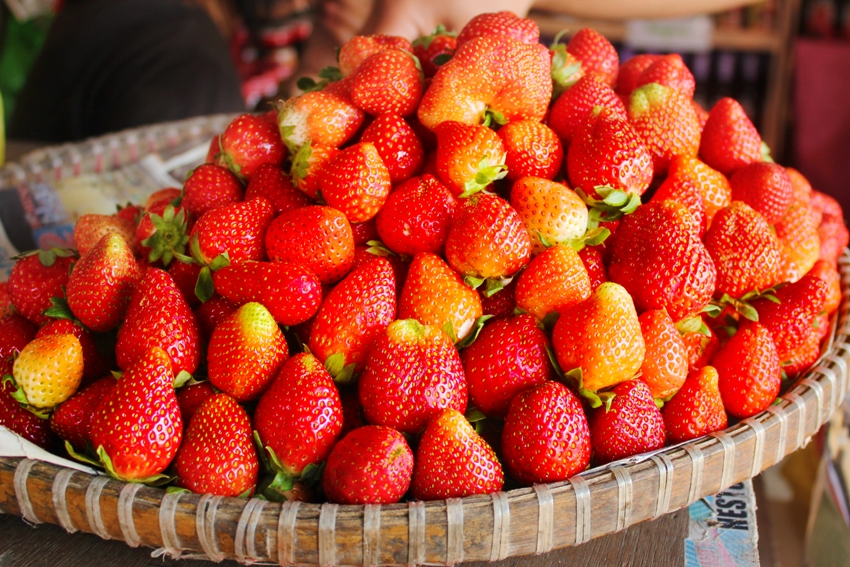 La Trinidad Strawberry Farm Philippine Primer