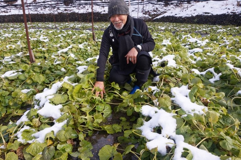 A Visit to Daio Wasabi Farm in Nagano, Japan Philippine Primer
