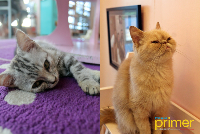 UrPet Babies Cat Cafe, Silang, Cavite - Happy and Busy Travels
