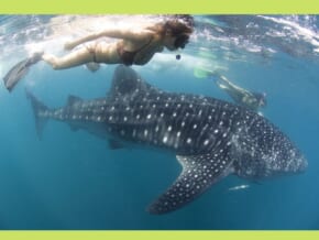 Whale Sharks Interaction in Donsol, Sorsogon Reopens; Here’s What You Need to Know