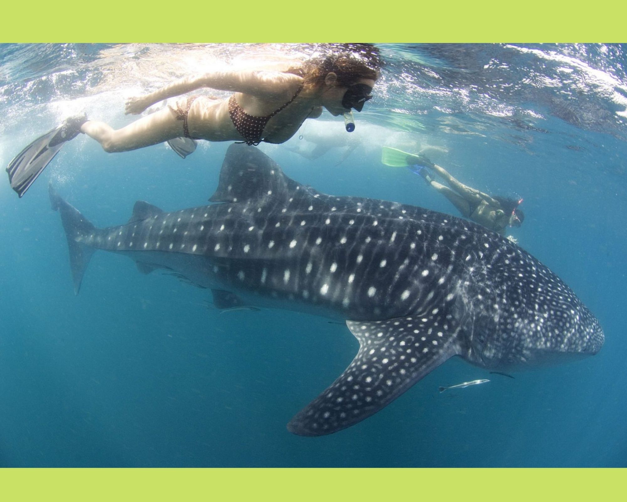 Whale Sharks Interaction in Donsol, Sorsogon Reopens; Here’s What You