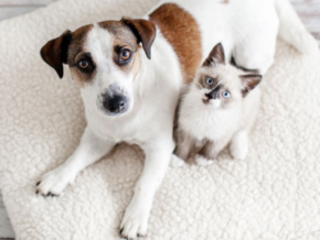 One Luke in Makati: Bringing Japan’s Trusted Pet Hotel and Grooming Experience to the Philippines